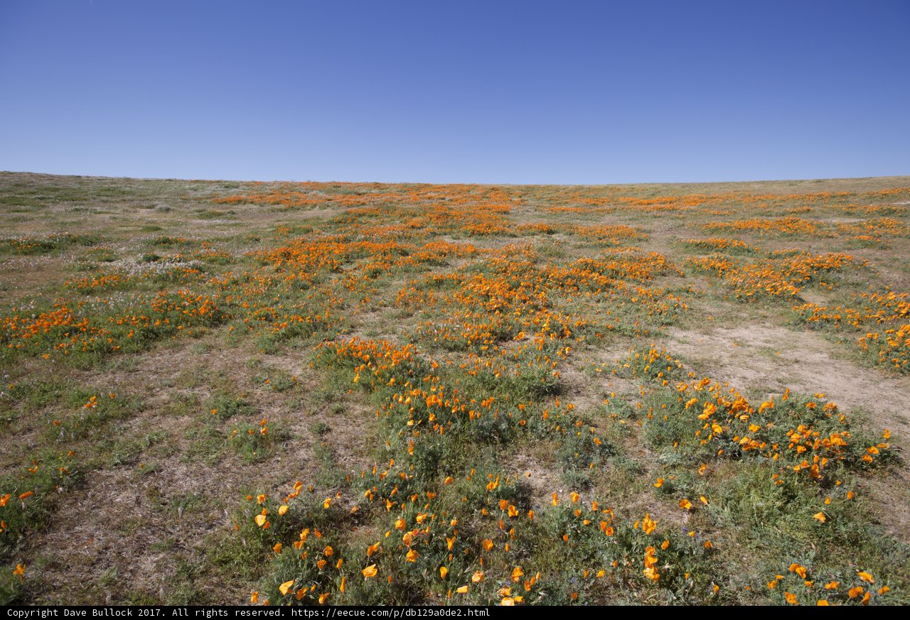 Golden California Poppies in the Mojave Desert