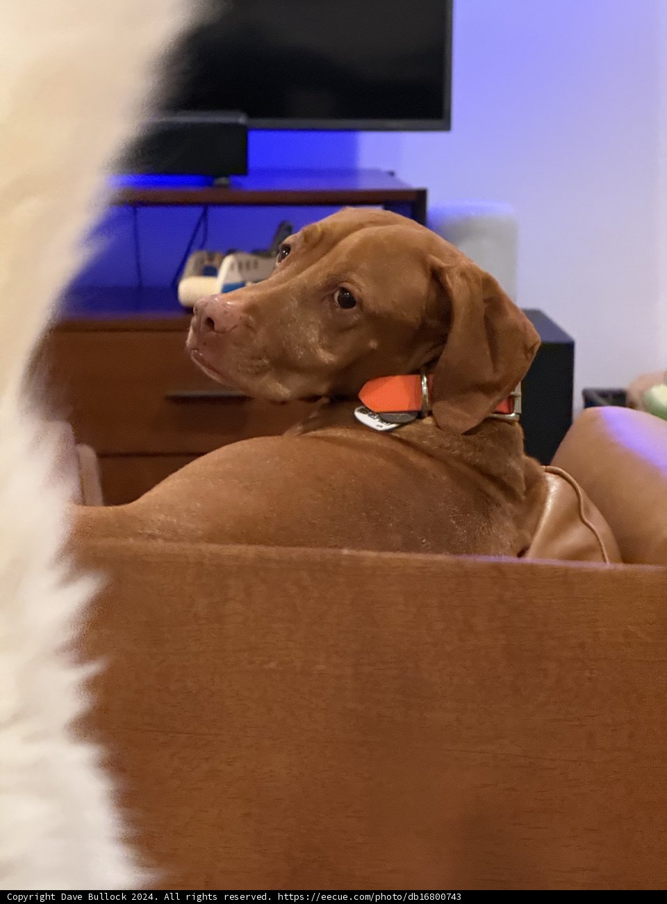 Cozy Canine Moments