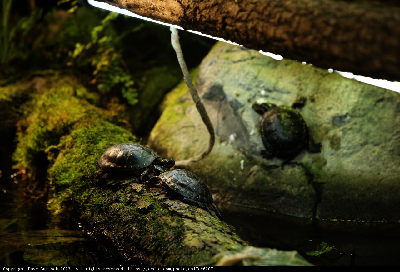 Turtleduo at Oakland Zoo, 2023