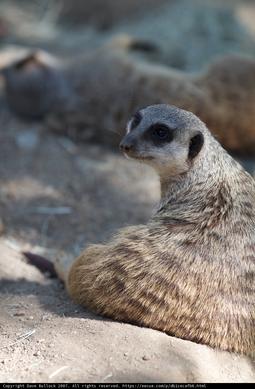 Pensive Meerkat
