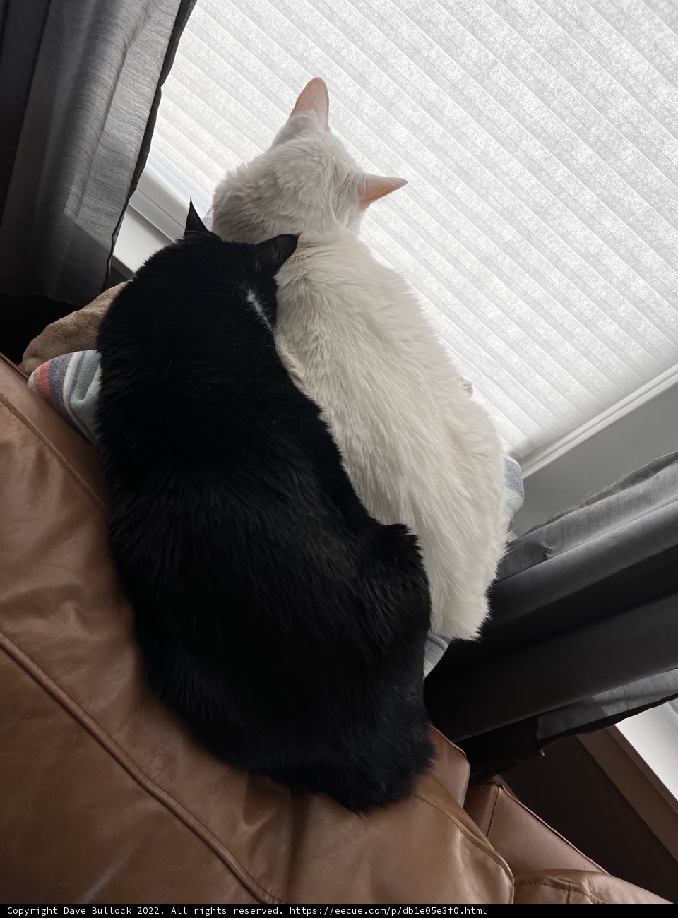 Feline Friends on the Sofa