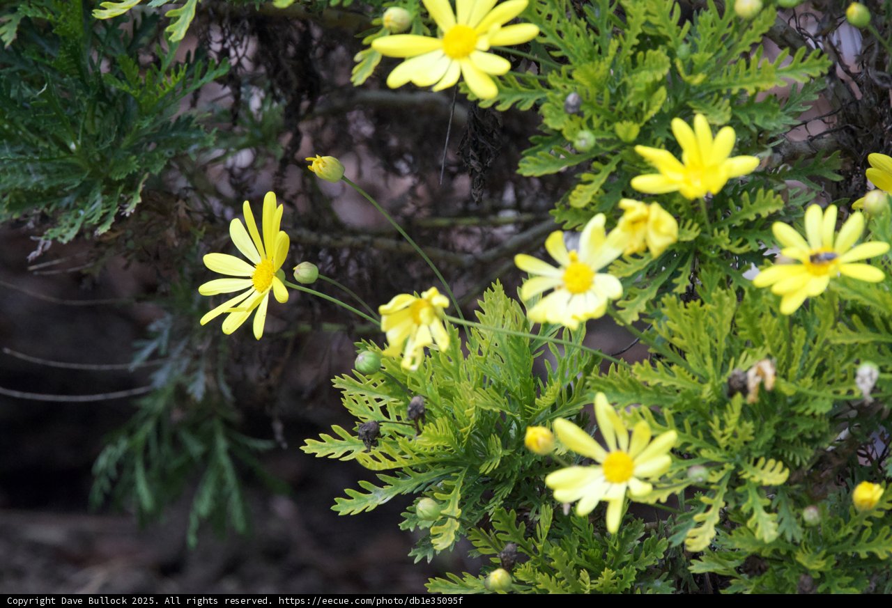 Sunlit Daisies in Bloom