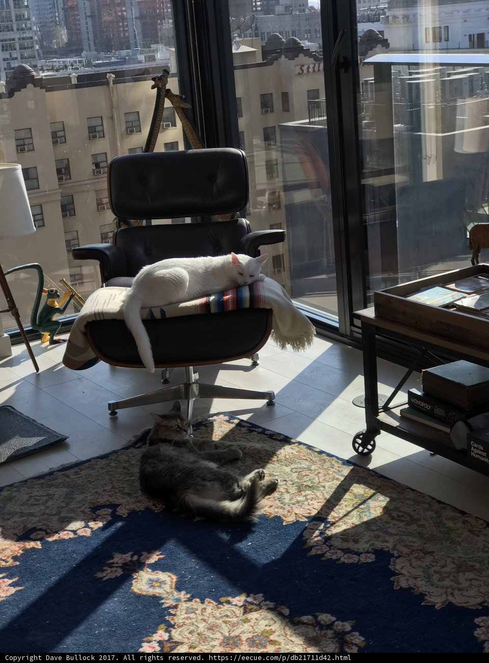 Relaxing with Feline Friends