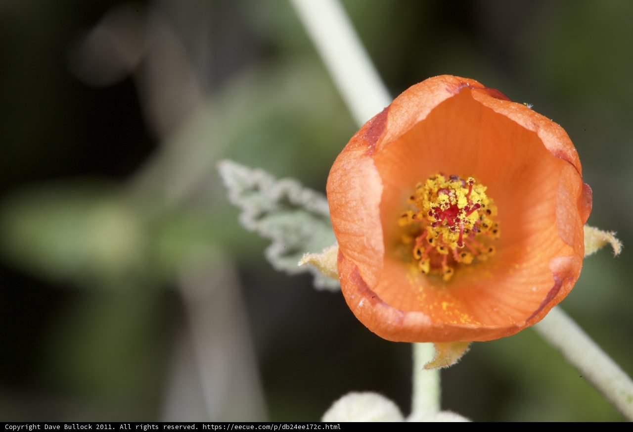 Vivid Orange Blossom