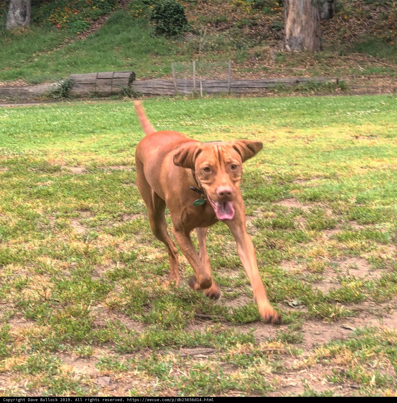 Running Free in the Green Grass
