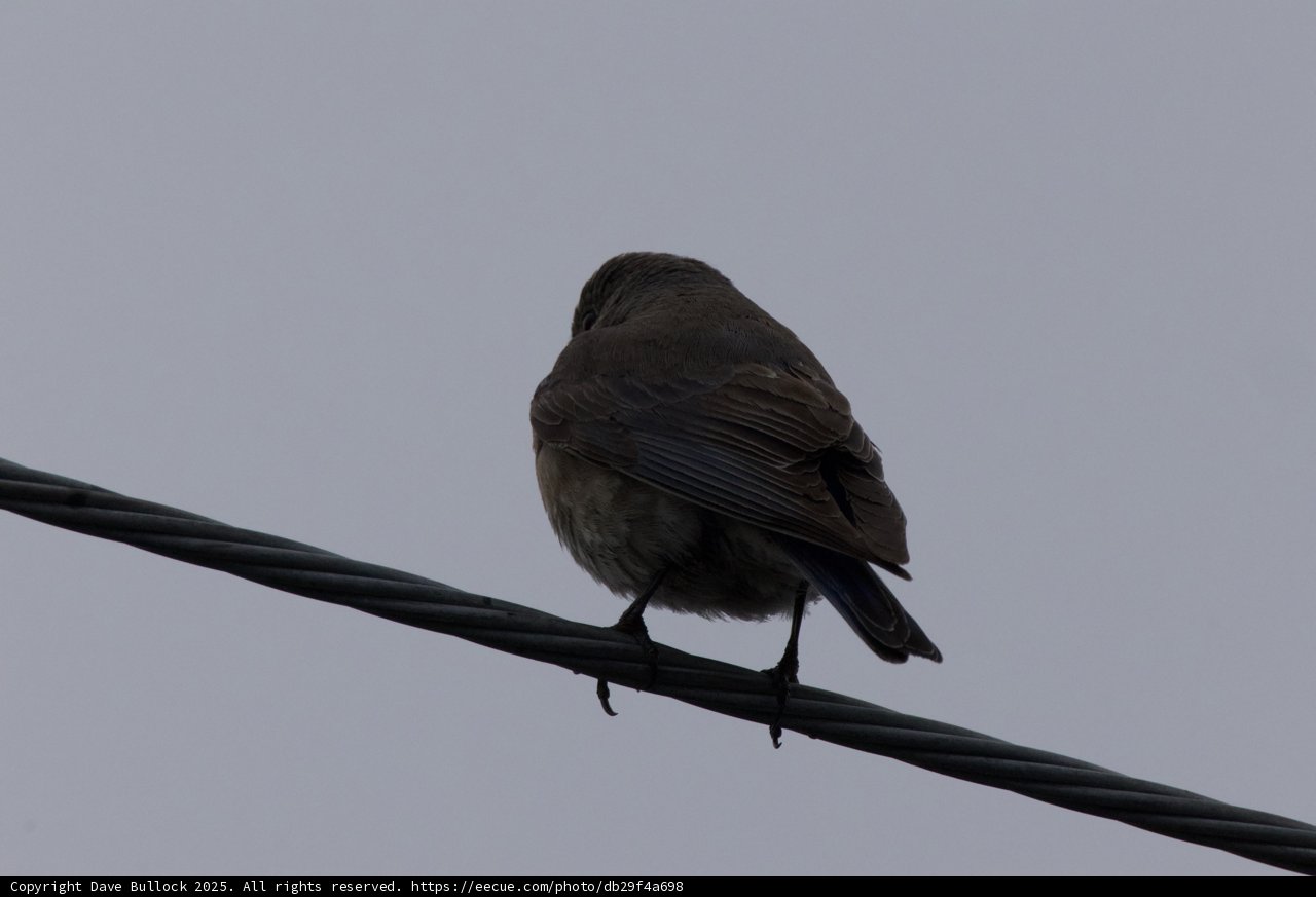 A Contemplative Perch