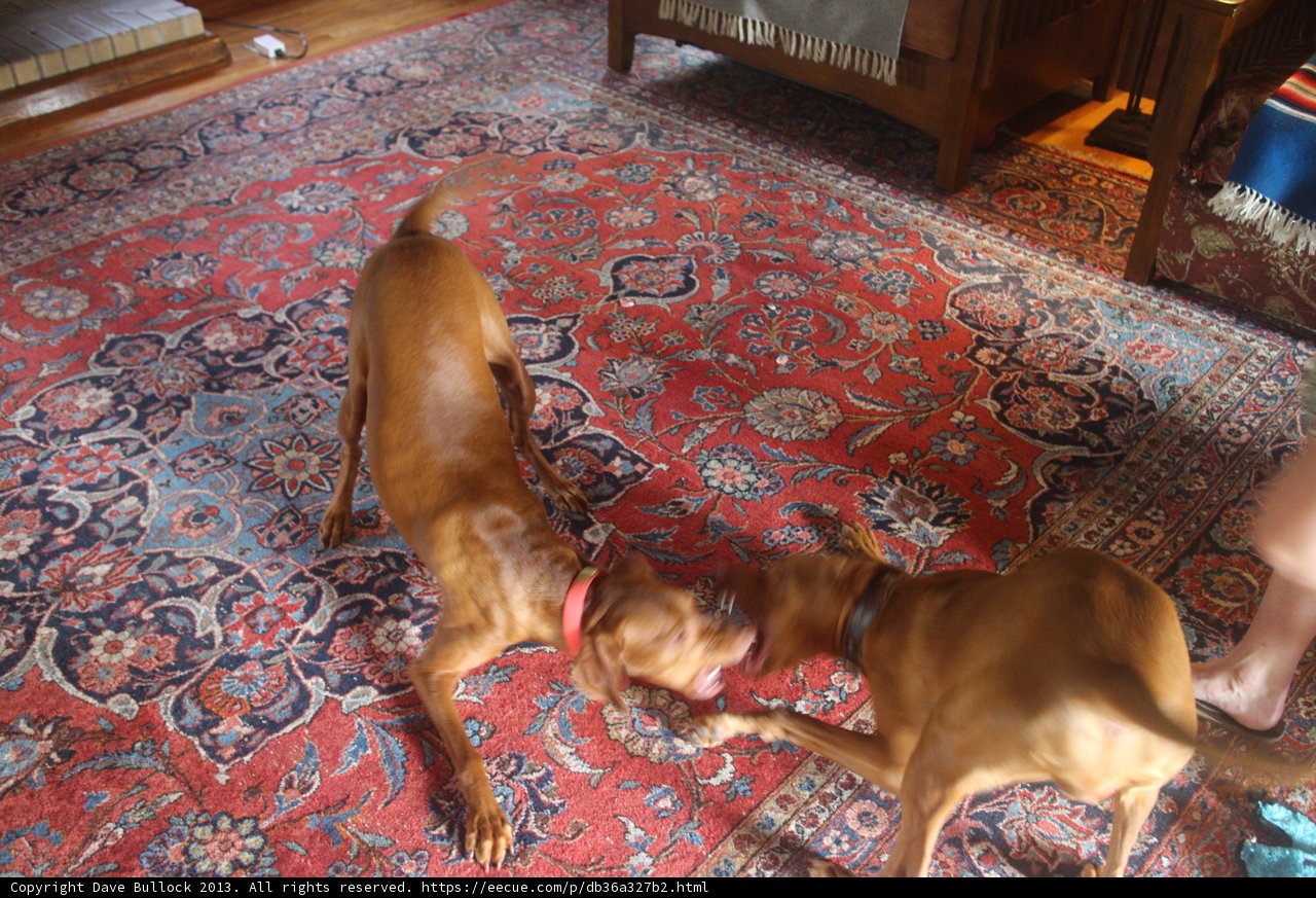 Battle on the Rug