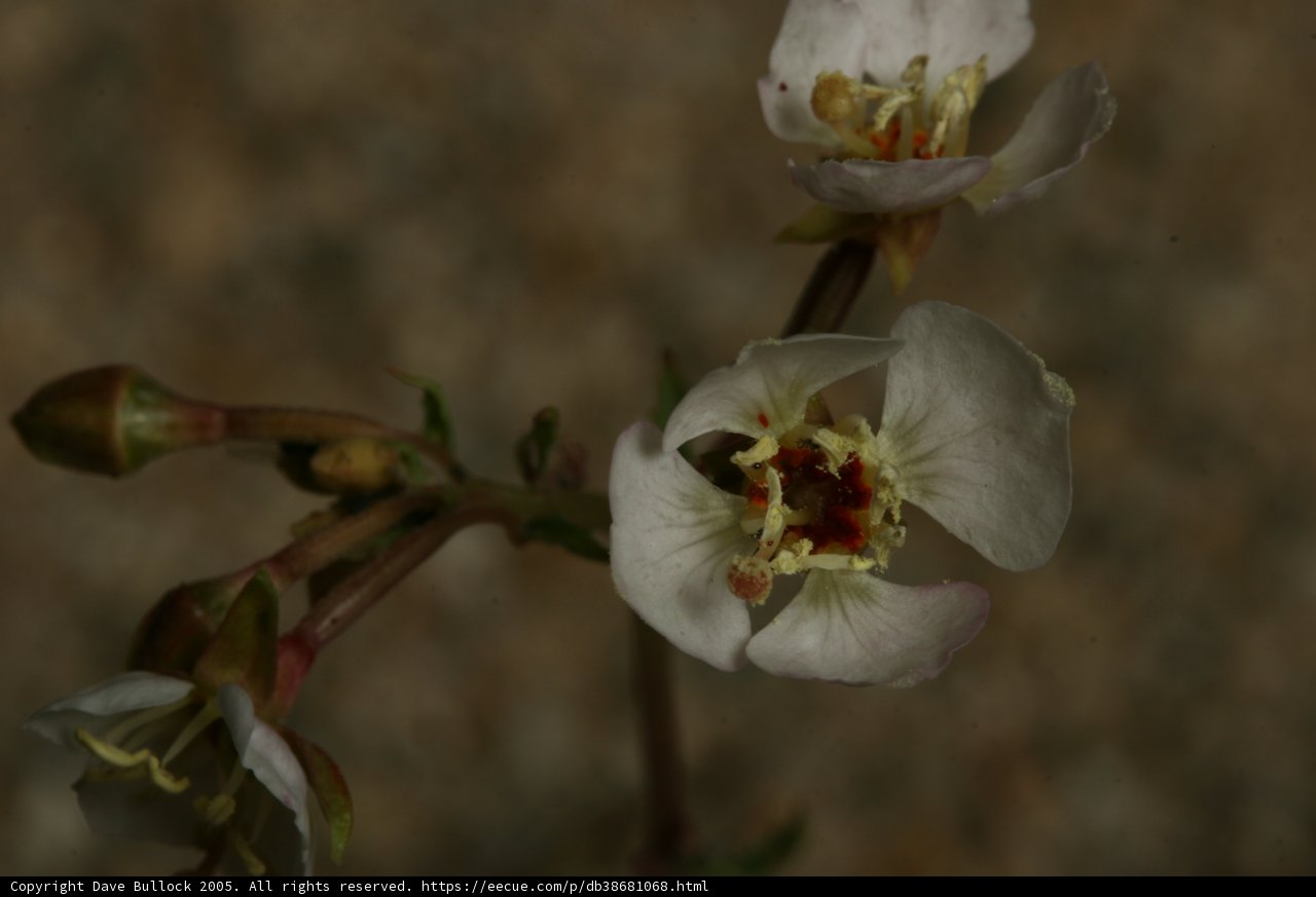 Close-up of a White Orchid Flower