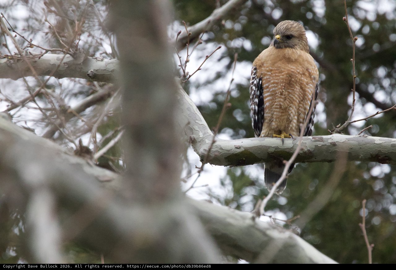 Red-Shouldered Hawk Perched in Winter Trees
