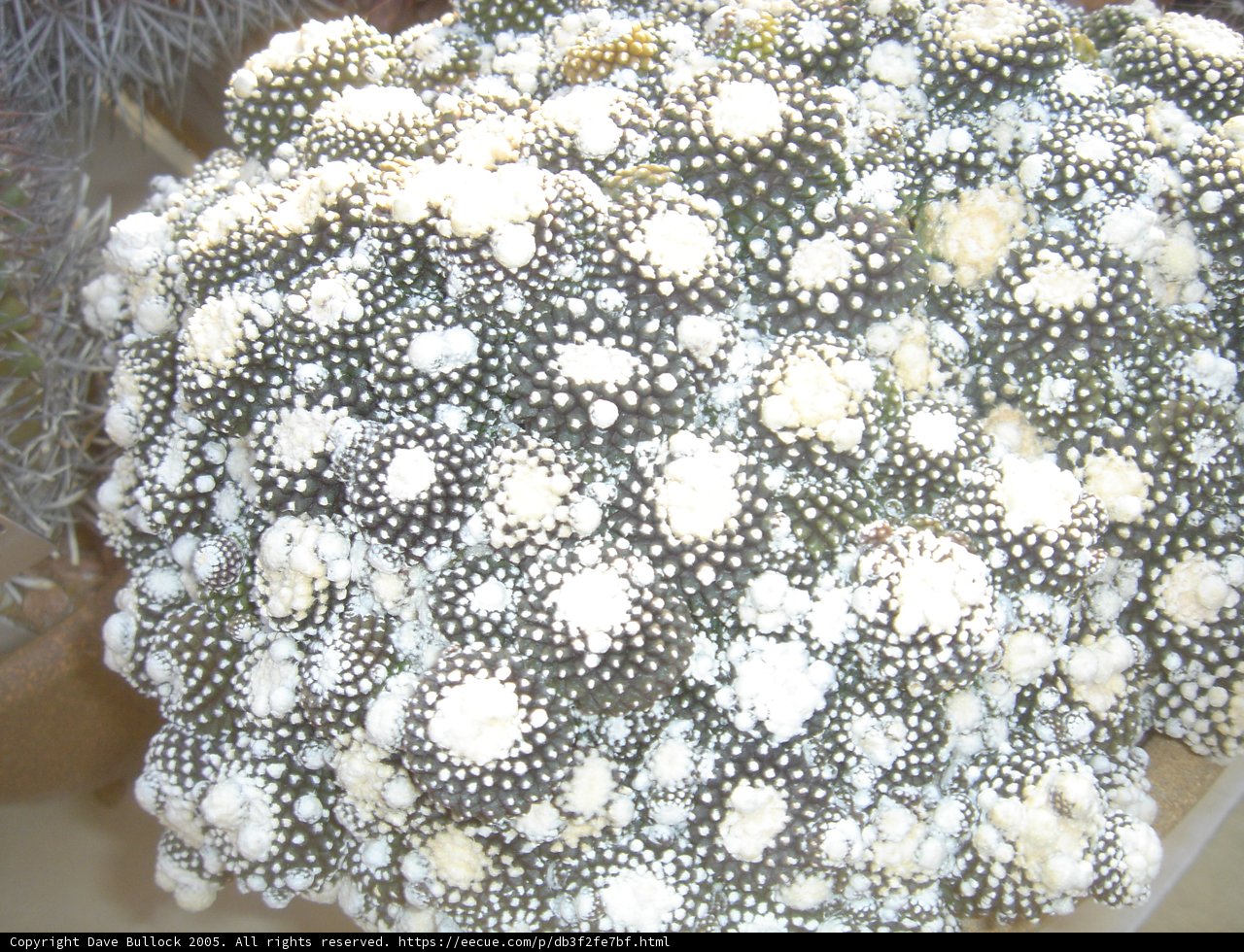 Spotted Sea Plant