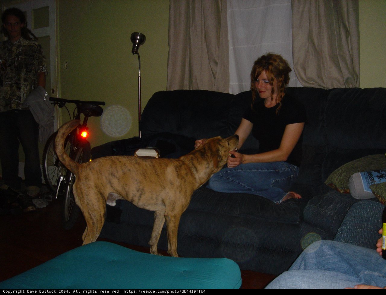 Late Night Living Room Hangout with Brindle Dog