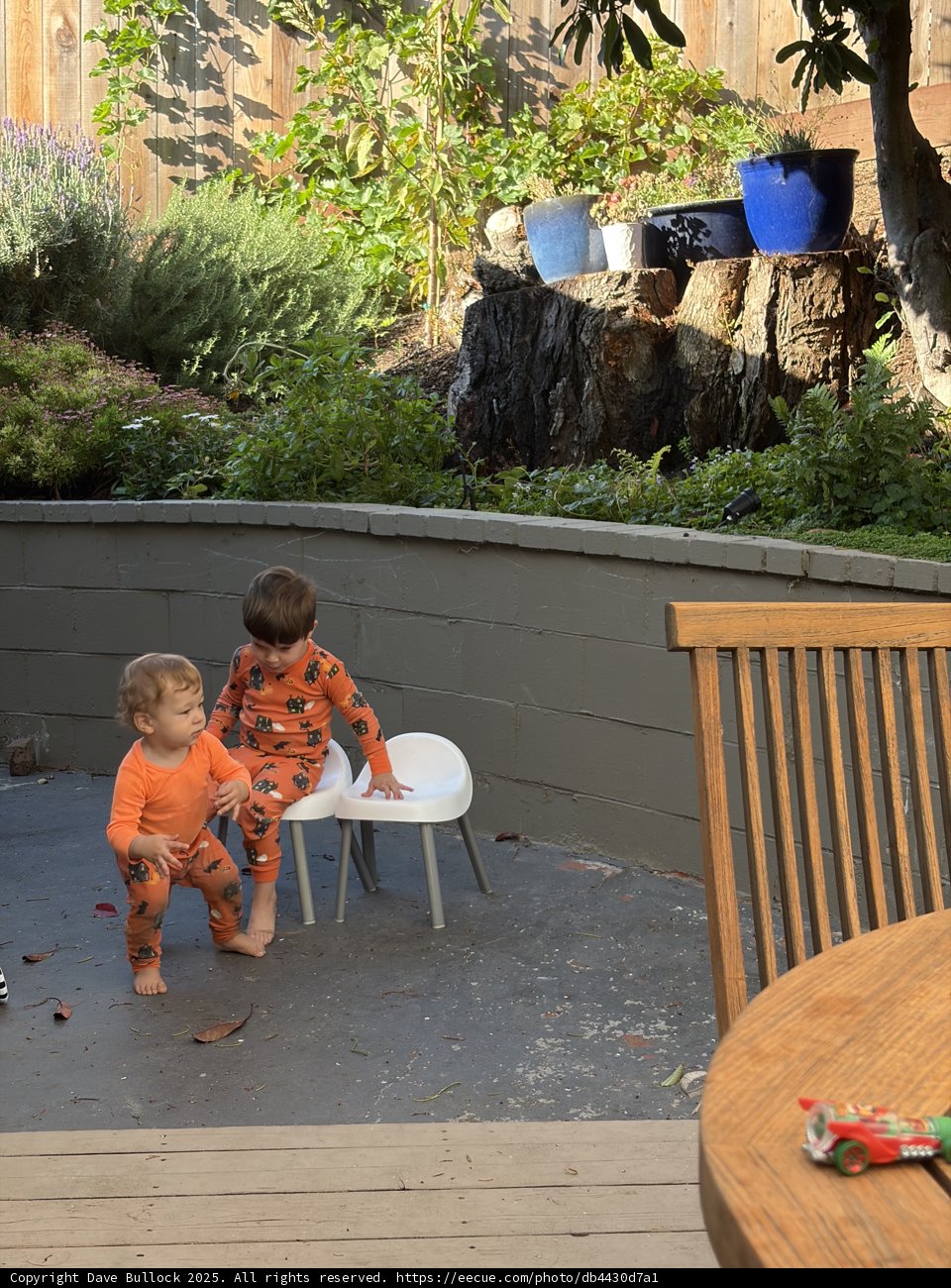 Morning Mischief in the Backyard