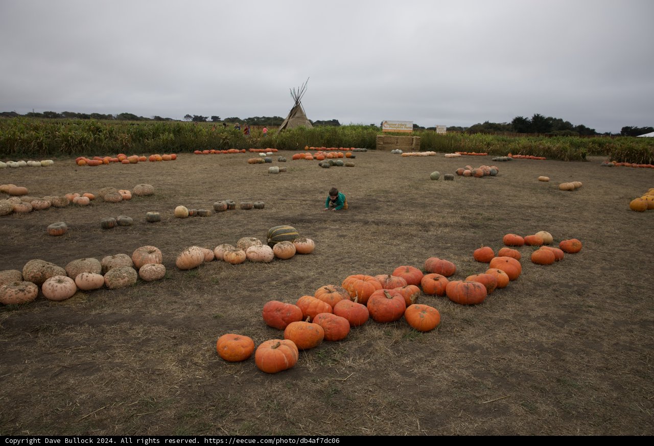 Harvest Moments in Walnut Creek