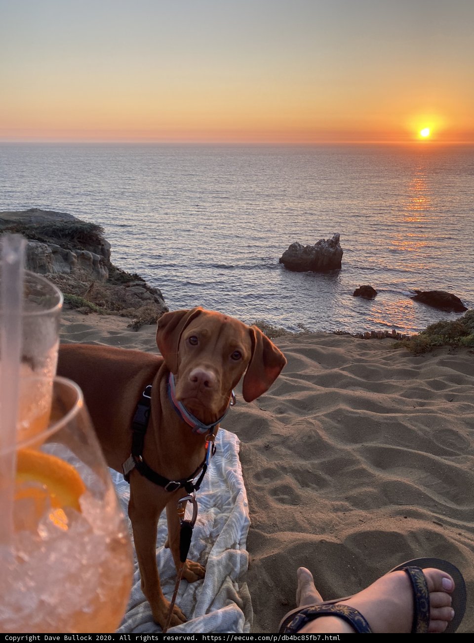 A Beach Day with My Furry Friend