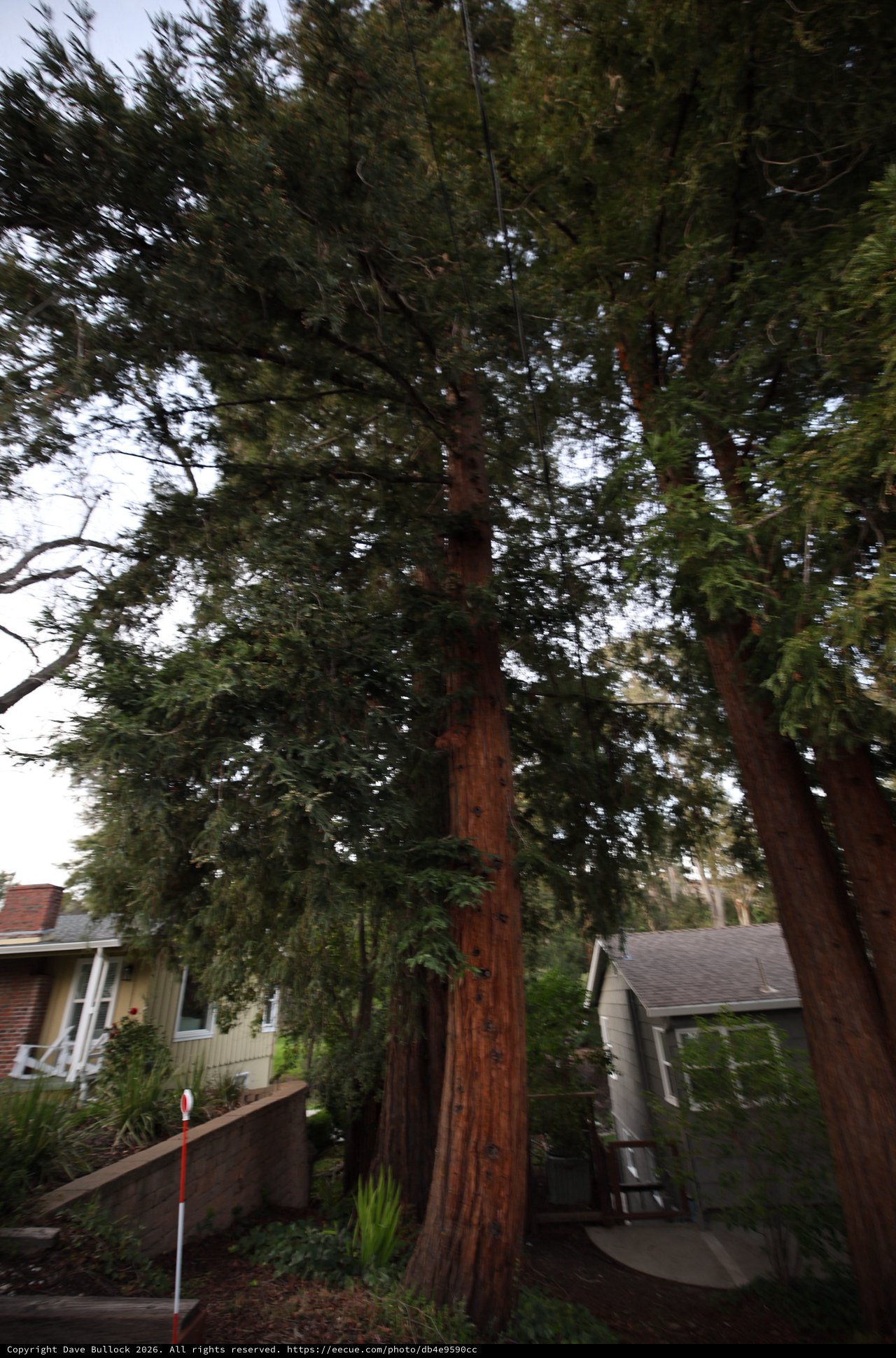 Towering Redwood Trees in Residential Neighborhood
