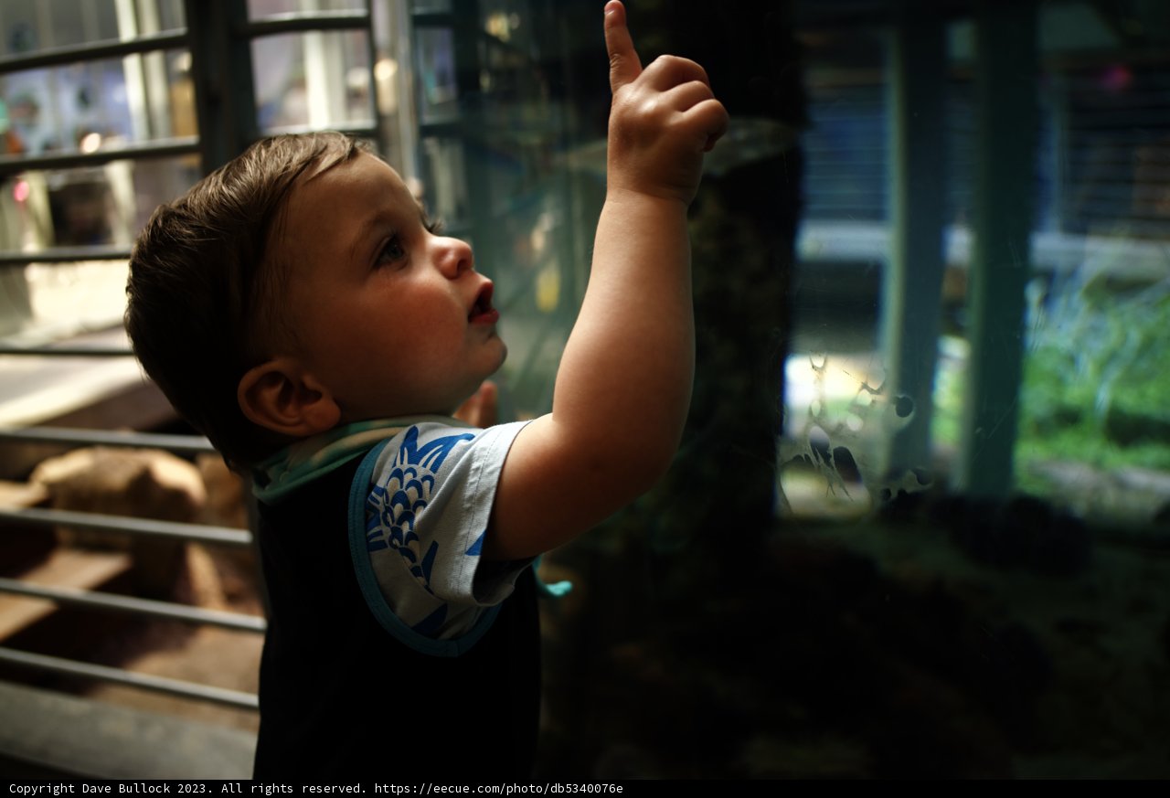 Marvel at Marine Life - Young Explorer at the California Academy of Sciences