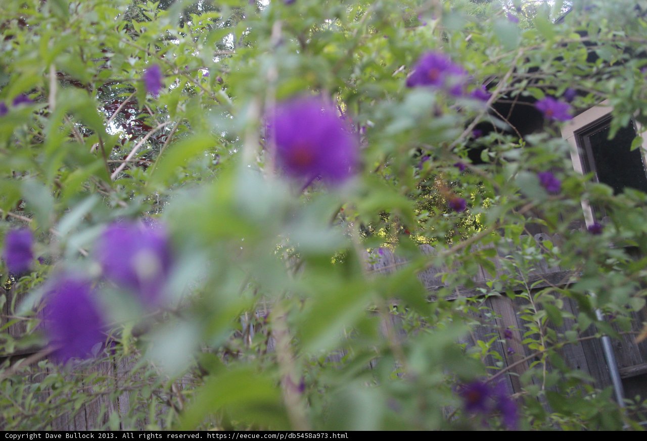 Purple Geraniums Blossoming on Tree Arbor