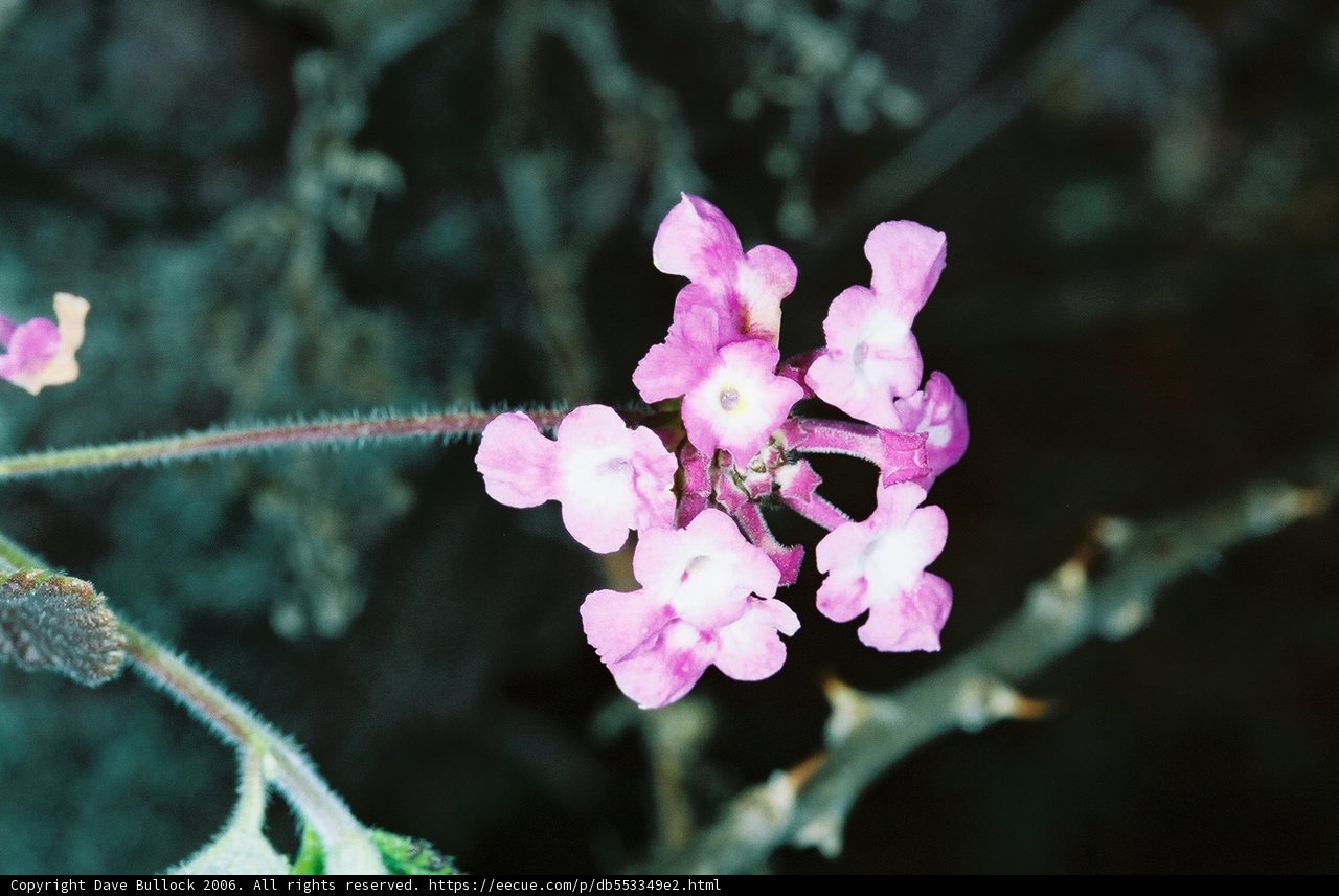 Pink Geranium and White Blossoms
