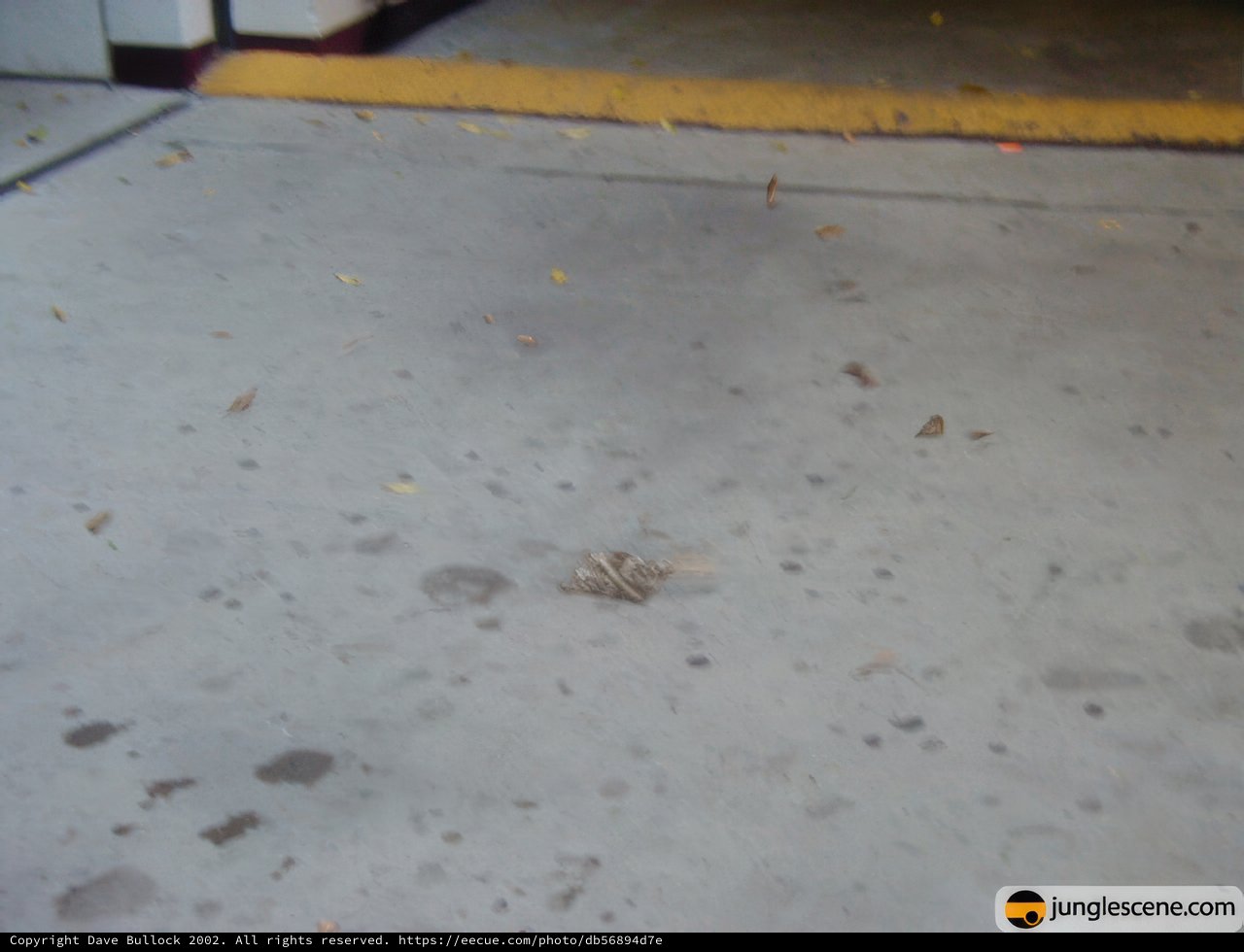 Little Bird on the Floor