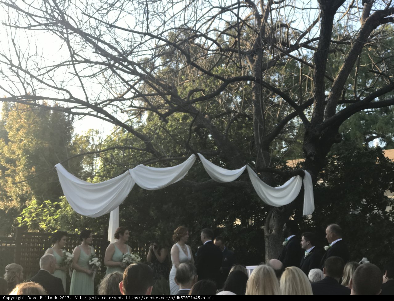 A Dreamy Wedding Under the Tree
