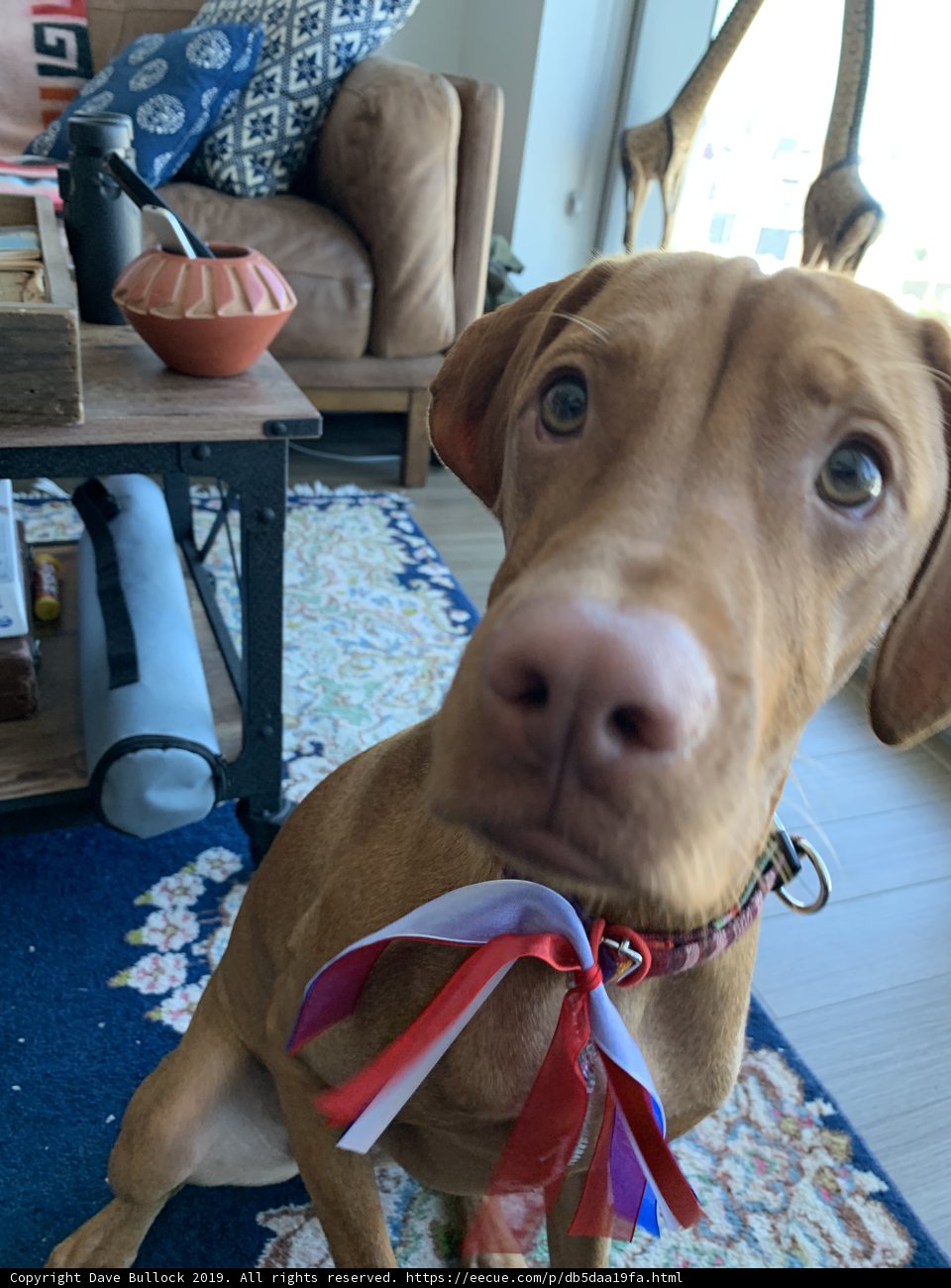 A Vizsla Rests