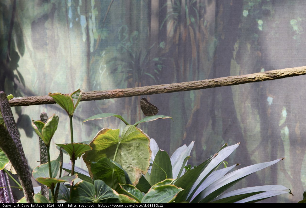 Unexpected Assembly in the Rainforest Canopy