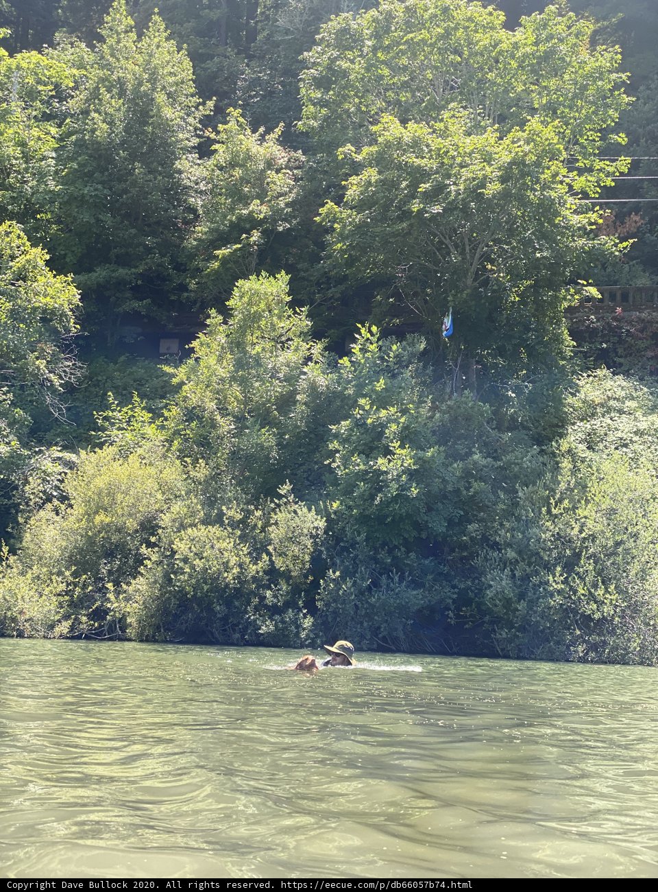 Doggie Paddle in the Russian River