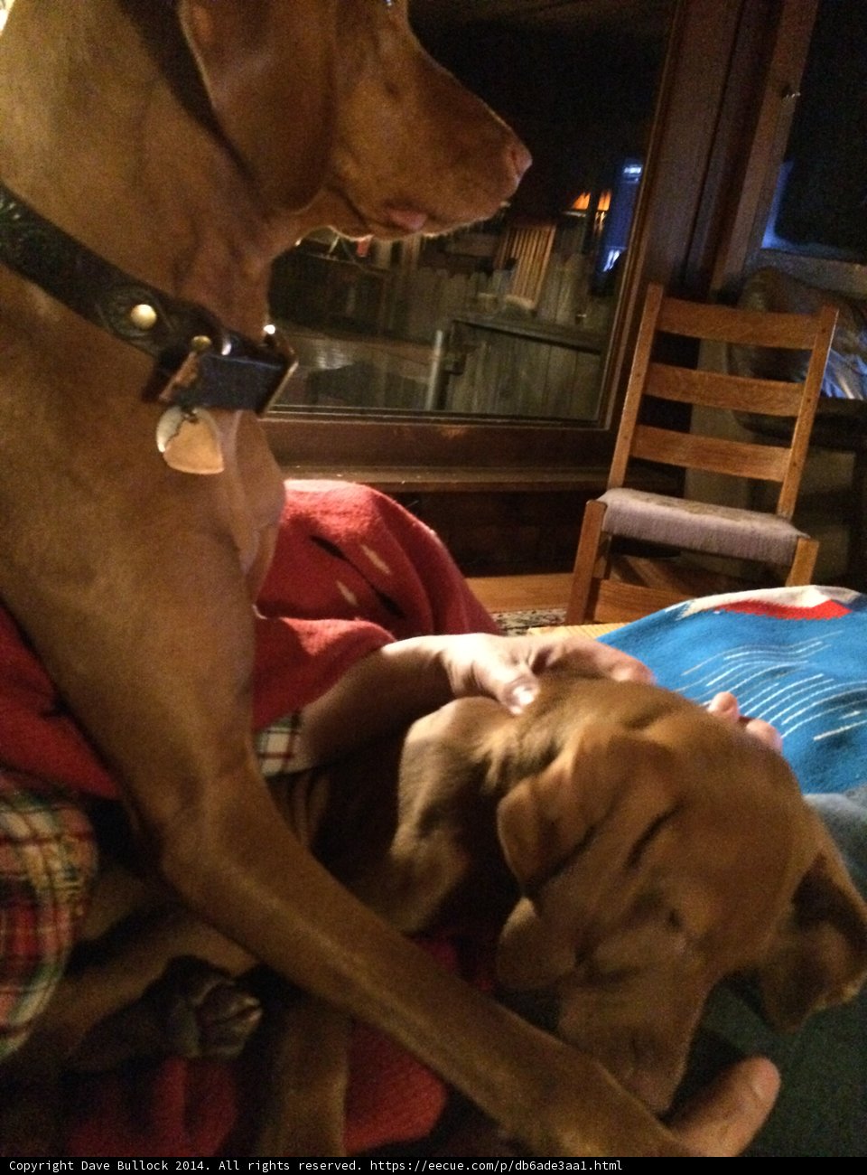 Cozy Night In With My Furry Companions