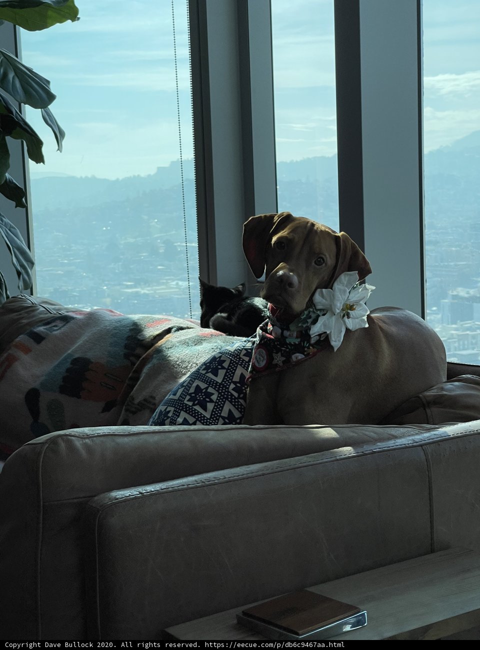 Couch Canine with a Flower Crown