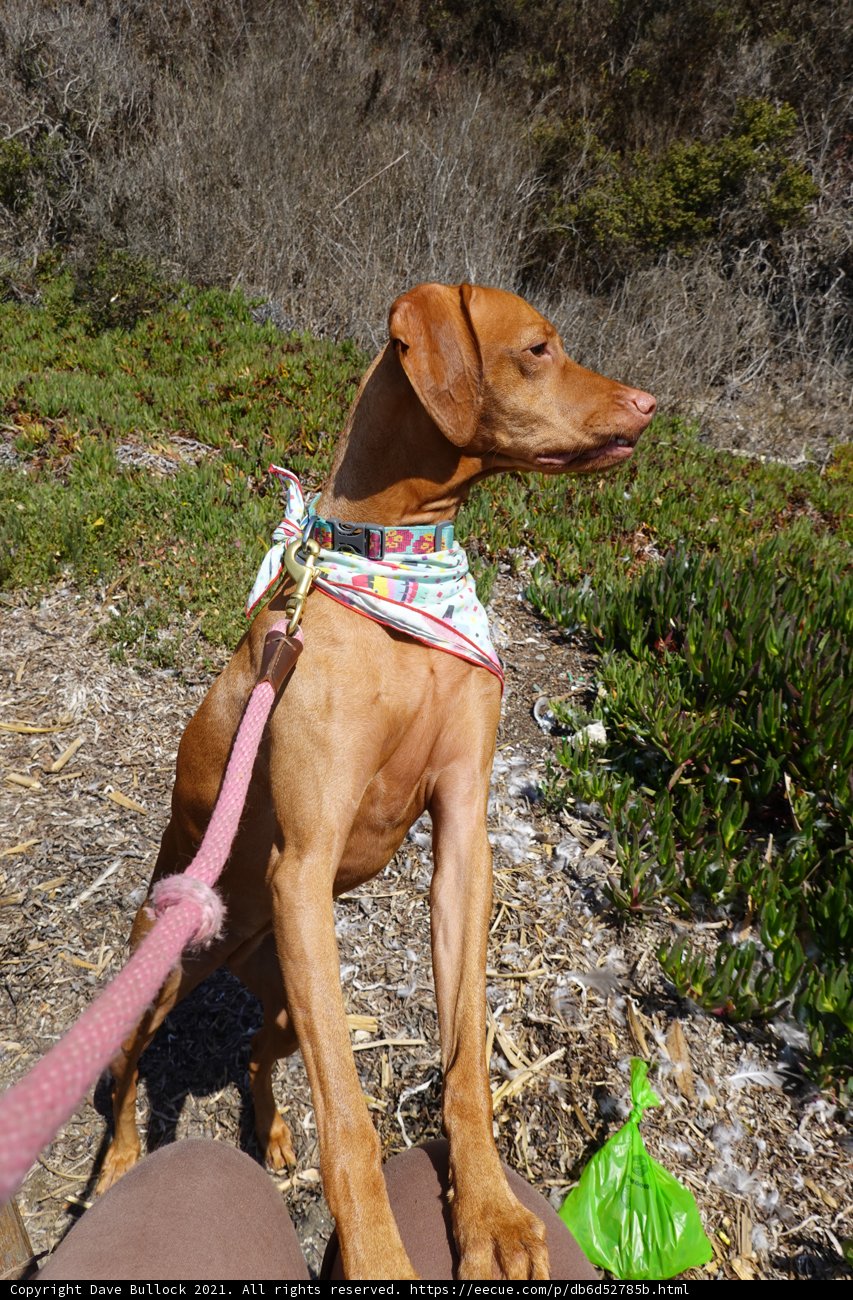 Leashed and Accessorized