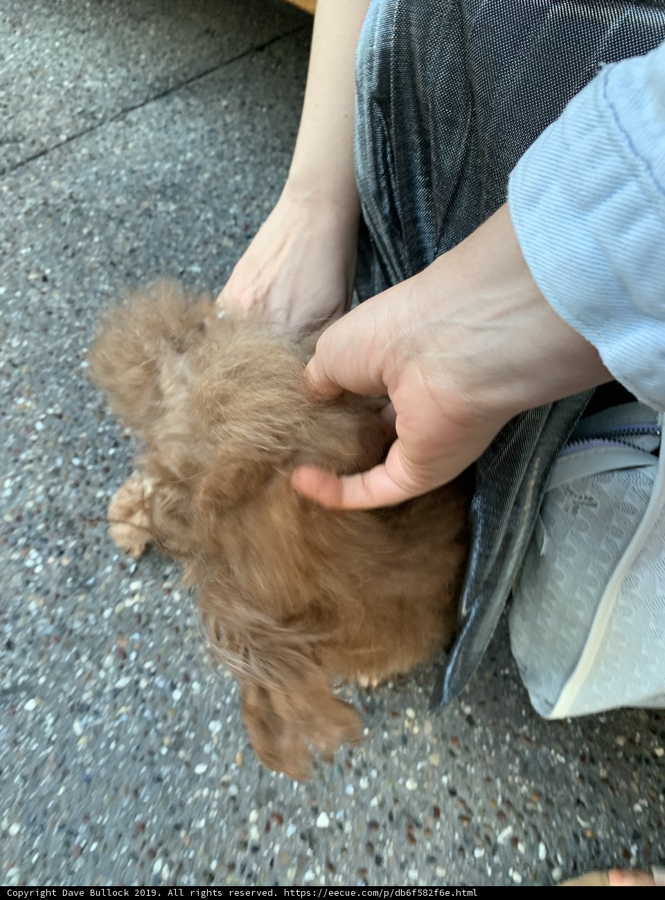 Precious Poodle