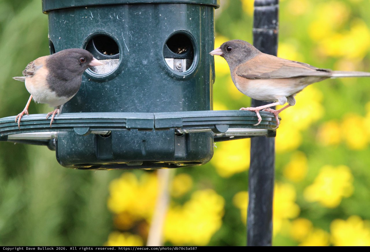 Two Juncos Share a Garden Bird Feeder