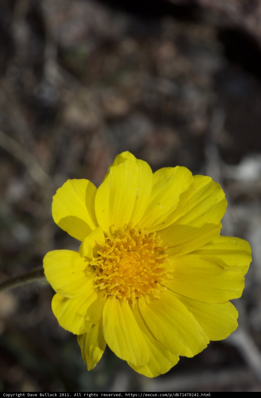 A Burst of Sunshine in the Desert