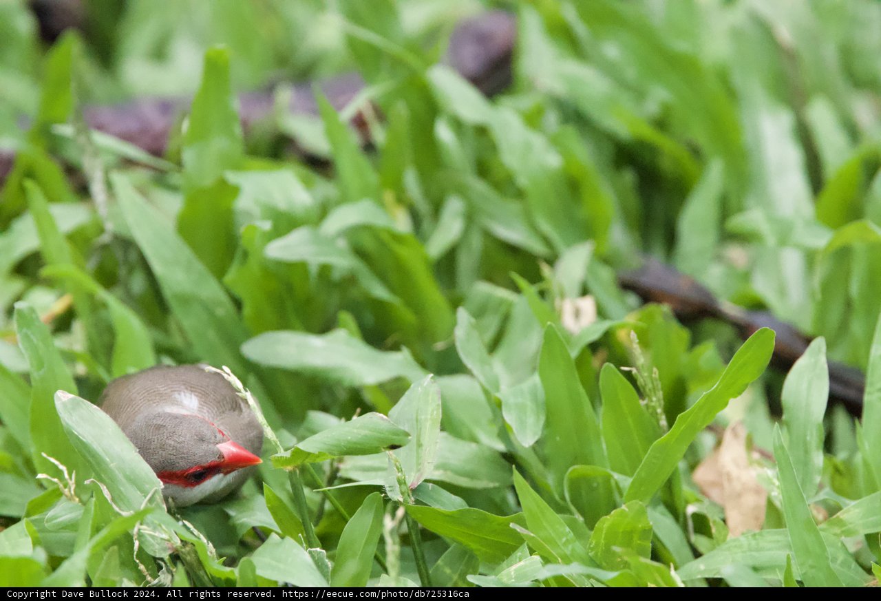Hidden Finch at Honolulu Zoo
