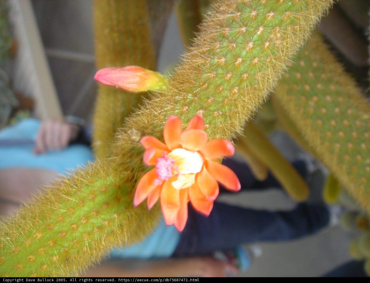 Blossoming Cactus