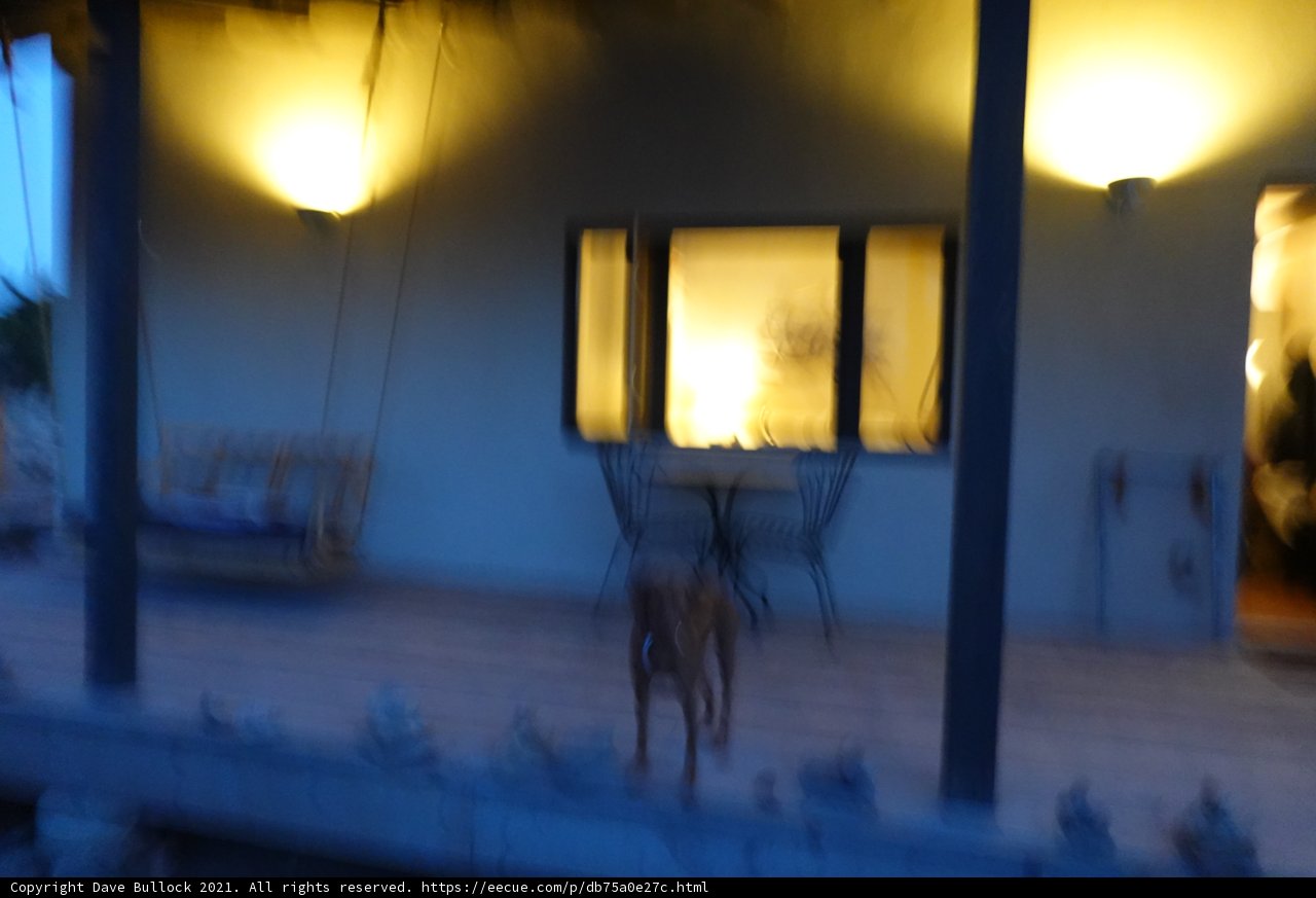 Canine Companion on the Porch