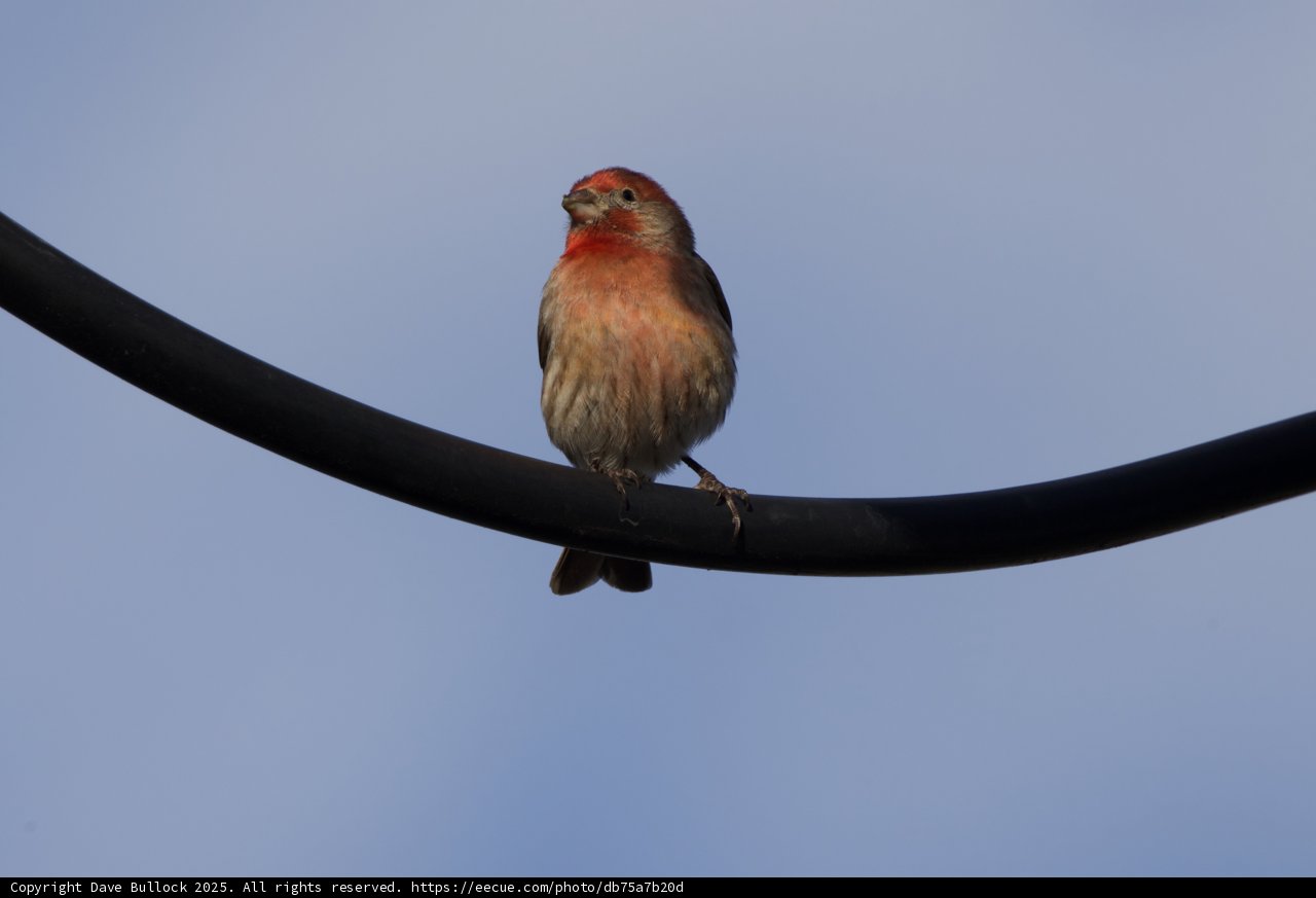 Serenity on a Wire