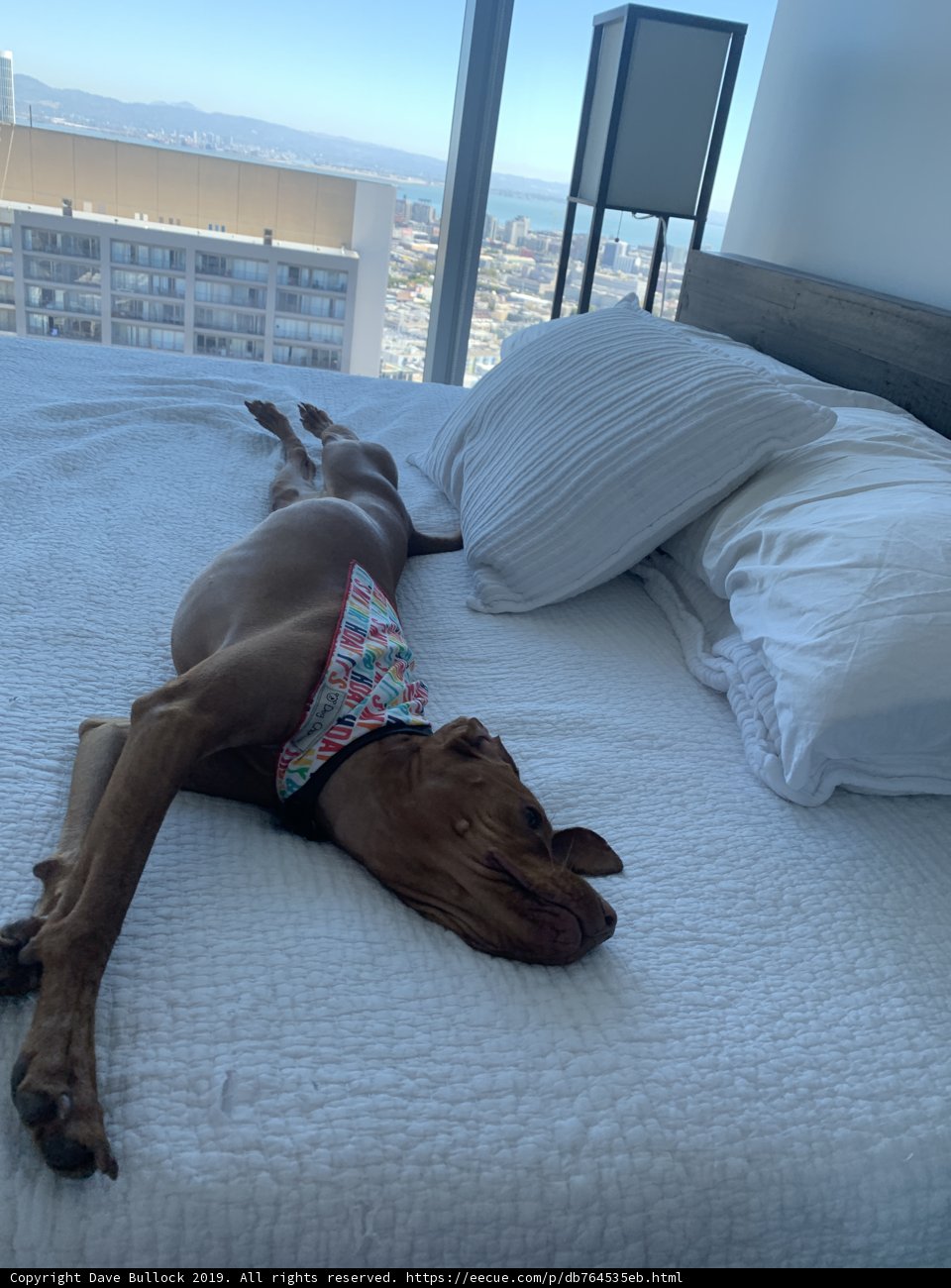 Cozy Canine on the Blue Sky Bed