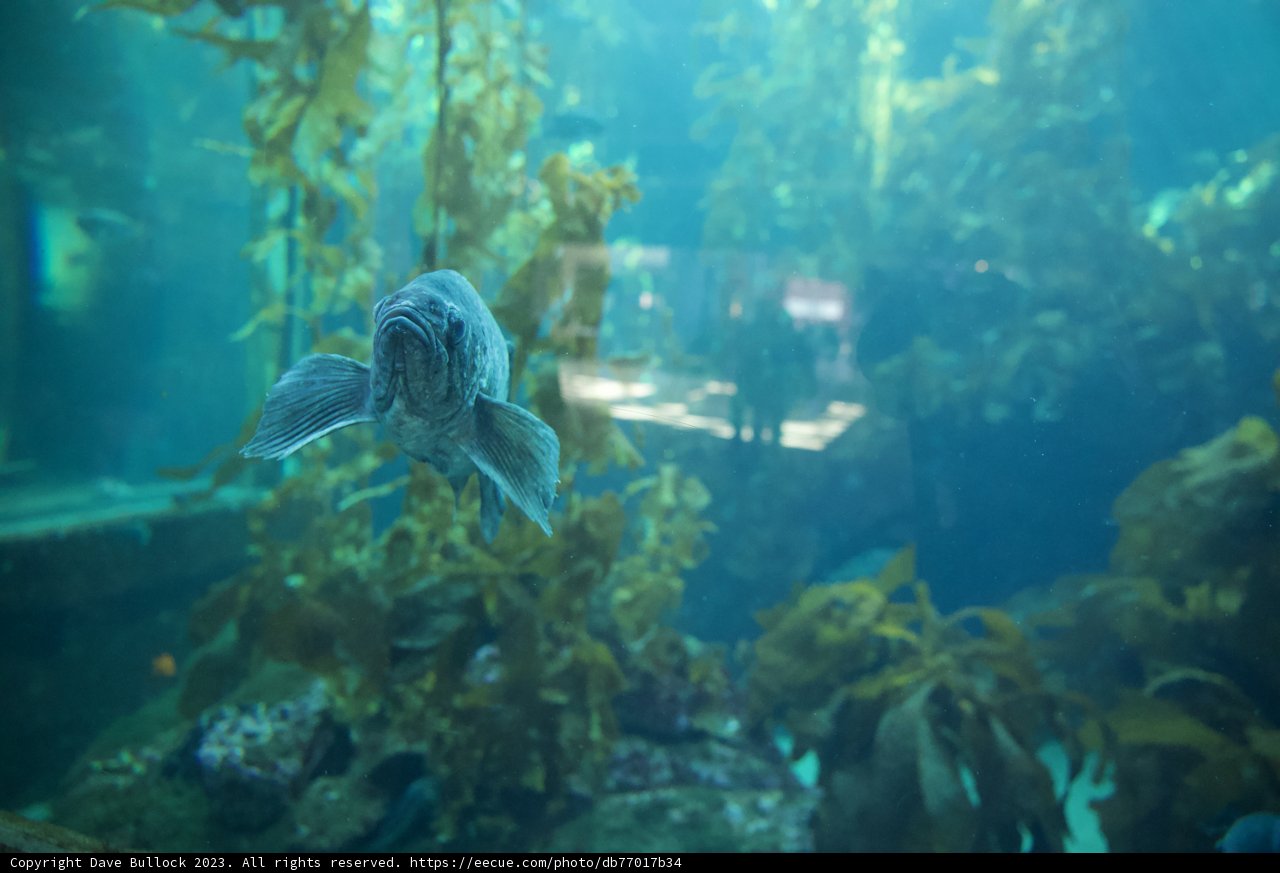 A Majestic Swim Under the Sea: Monterey Bay Aquarium, 2023