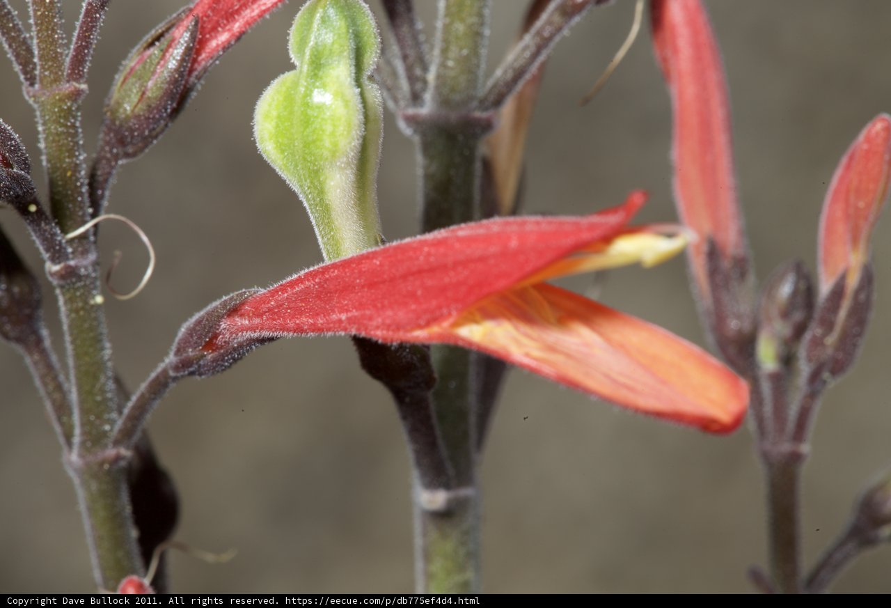 Green-Stemmed Flower Close-Up