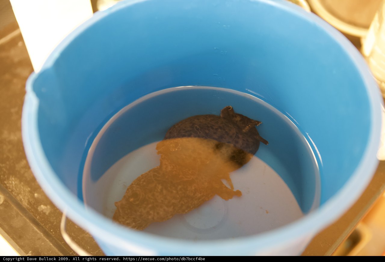 Cup O' Critter