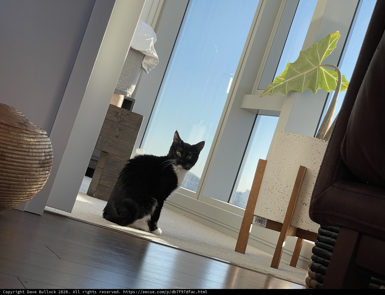 Serene Feline on Hardwood Floors