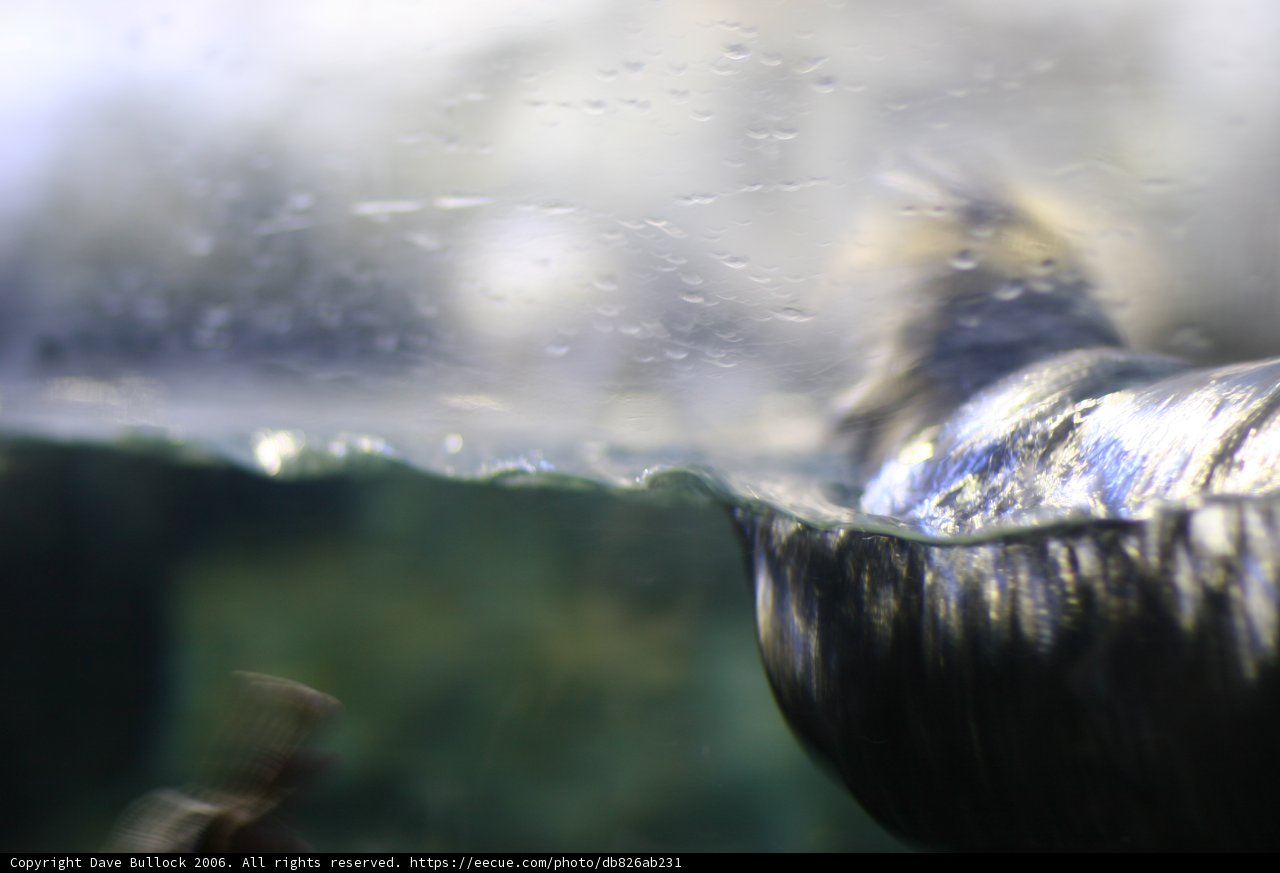 Mesmerizing Aquatic Life