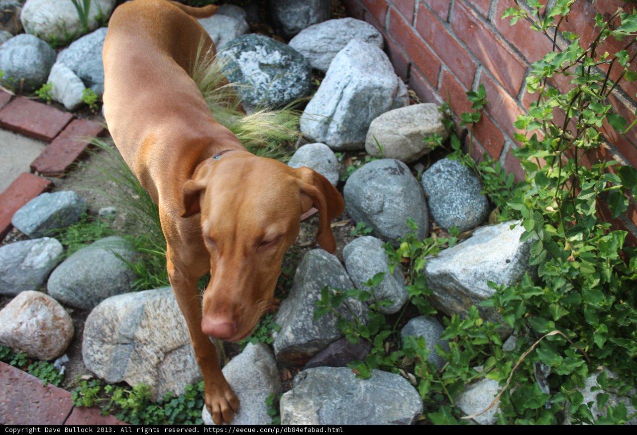 Canine on the Rocks