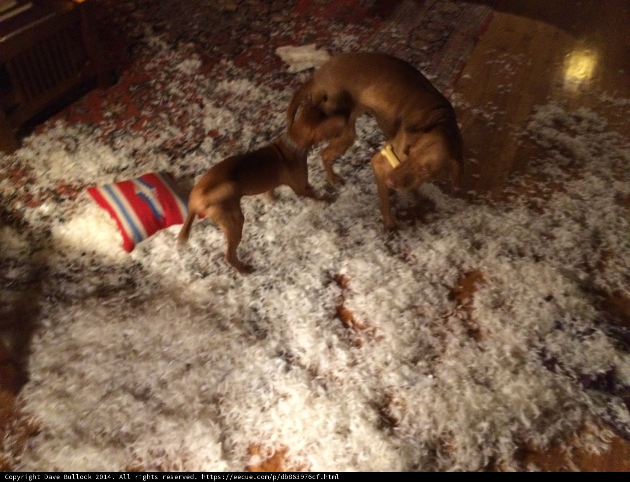 Puppies at Play