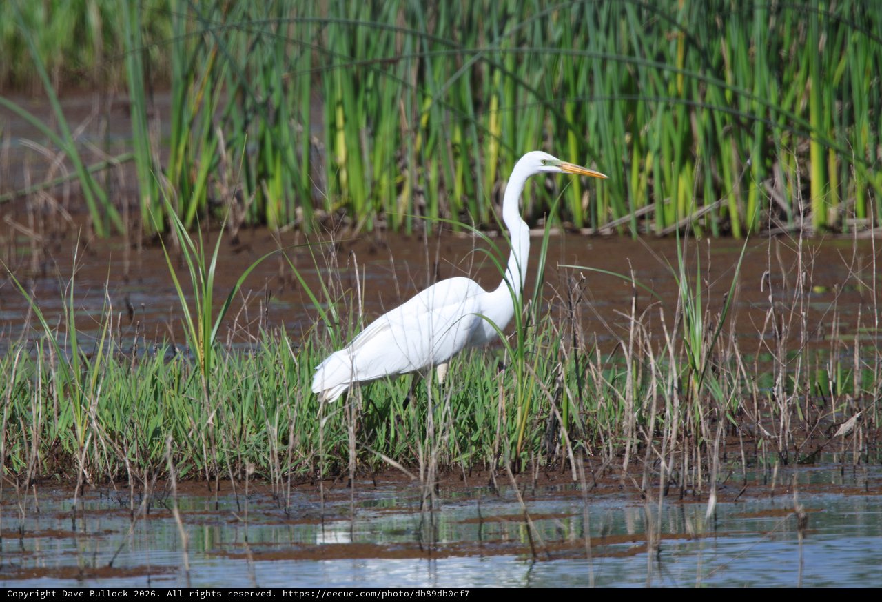 Great Egret Hunting in Wetland Marsh at Dusk