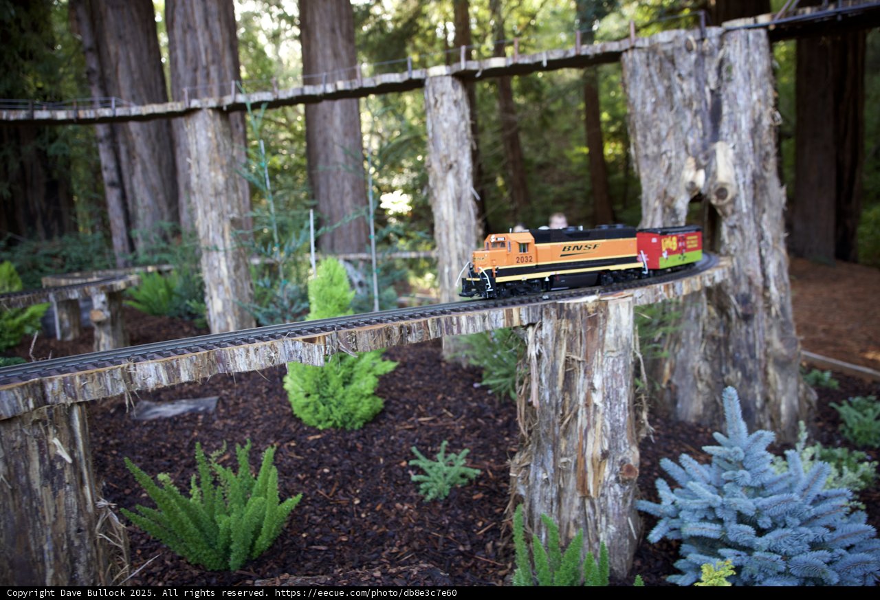 Tranquil Train Journey Through the Redwood Grove