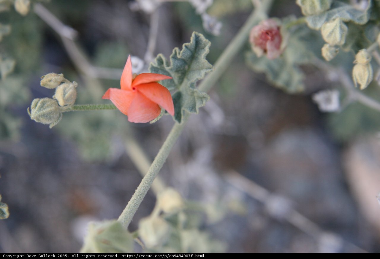 The Radiant Orange Geranium