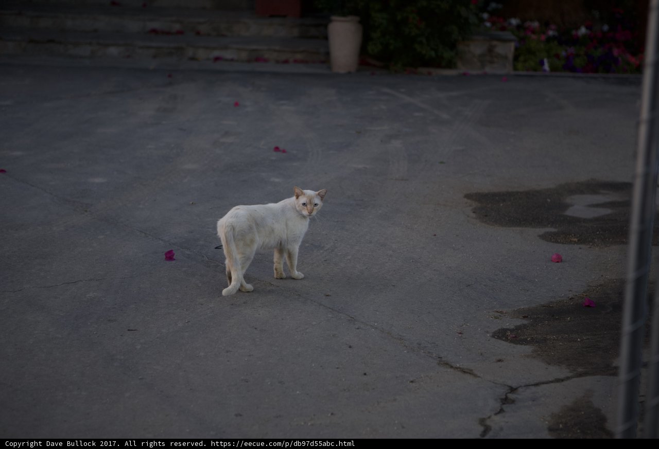On the Prowl