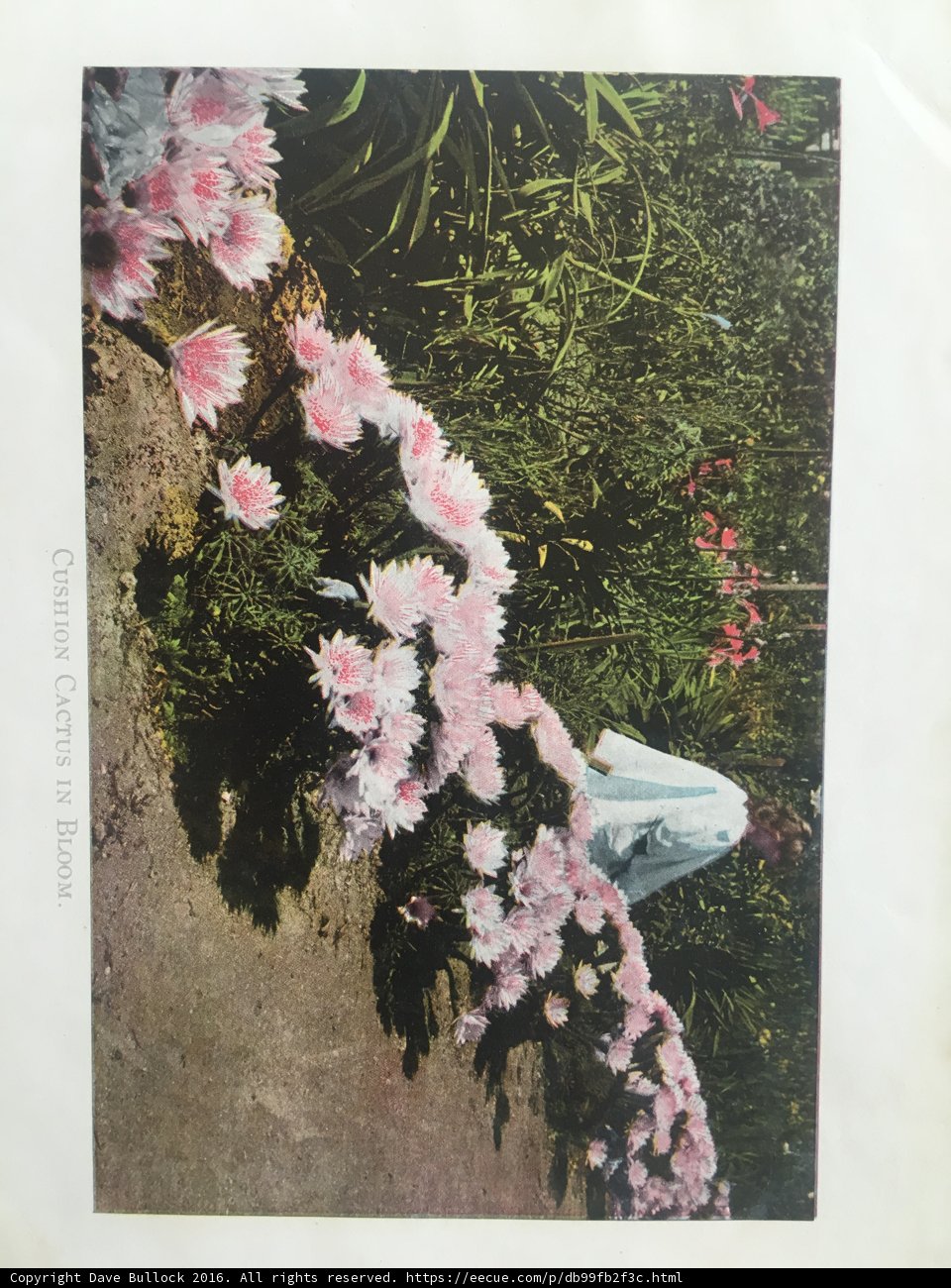 Lady in Pink